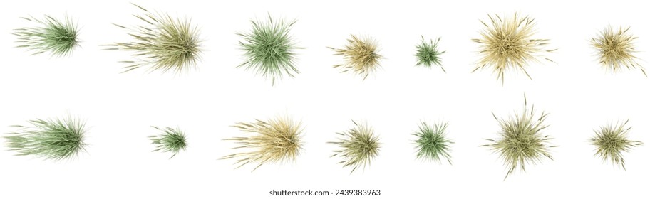 Top view  of American beachgrass with transparent background, 3D rendering, for illustration