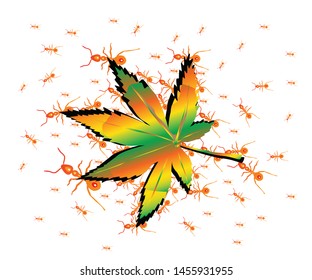 Top view, Ants help to move the Marijuana or cannabis leaf, Concepts about herbs and medical health, Vector illustration on white background.