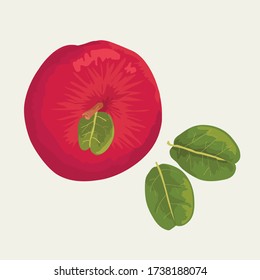 top view apple fruit with leafvector design