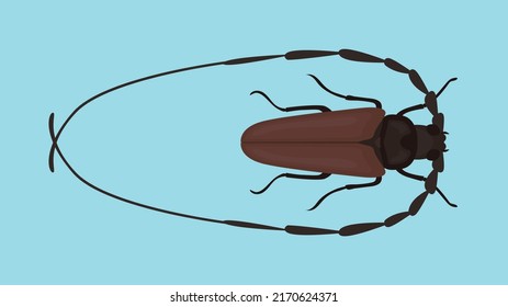 top view of barbel beetle 