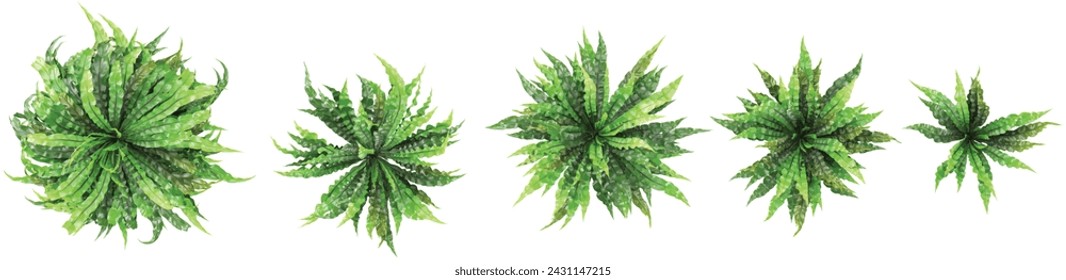 Top view of beautiful Asplenium nidus Crispy Wave trees isolated on transparent background