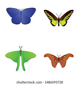 top view of a beautiful butterfly on a white background, vector illustration design