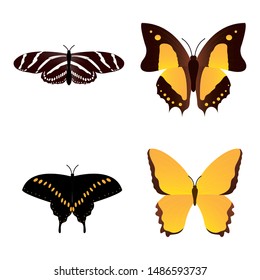 top view of a beautiful butterfly on a white background, vector illustration design