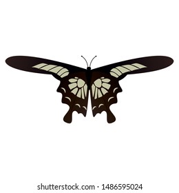 top view of a beautiful butterfly on a white background, vector illustration design