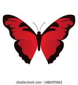 Top View Beautiful Butterfly On White Stock Vector (Royalty Free ...