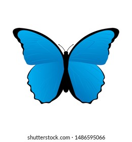 Top View Beautiful Butterfly On White Stock Vector (Royalty Free ...