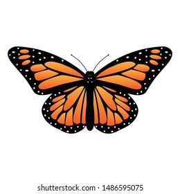 top view of a beautiful butterfly on a white background, vector illustration design