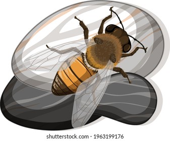 Top view of bee on a stone on white background illustration