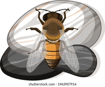 Top view of bee on a stone on white background illustration