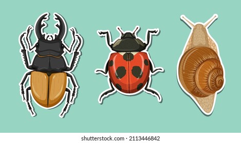 Top view of beetle and ladybug and snail illustration