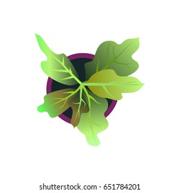 Top view. Big collection plants easy copy paste in your landscape design projects or architecture plan. Isolated flowers on white background. Vector eps10