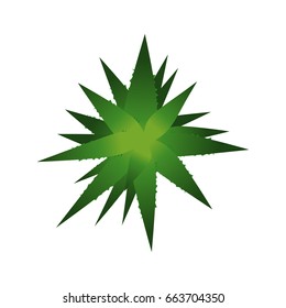Top view. Big plant easy copy paste in your landscape design projects or architecture plan. Isolated flowers on white background. Vector eps10