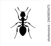 Top view black ant silhouette isolated on white background. Ant icon vector illustration design. 