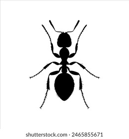 Top view black ant silhouette isolated on white background. Ant icon vector illustration design. 