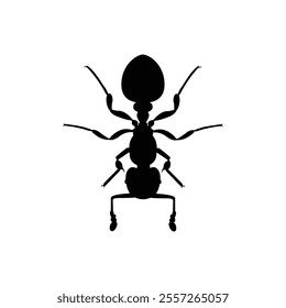 Top view black ant silhouette isolated on white background. Ant icon vector illustration design.