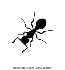 Top view black ant silhouette isolated on white background. Ant icon vector illustration design.