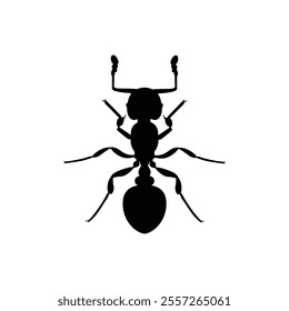 Top view black ant silhouette isolated on white background. Ant icon vector illustration design.