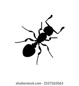 Top view black ant silhouette isolated on white background. Ant icon vector illustration design.