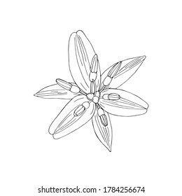 Top view of black line hand drawn dianella or flax lily flower. Vector sketch illustration isolated on white background