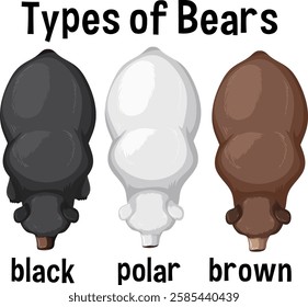 Top view of black, polar, and brown bears