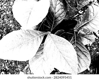 Top view black and white vector illustration of young teak tree leaves, Tectona grandis, in high contrast linocut style background EPS.