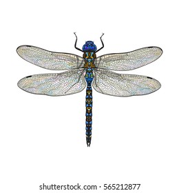 Top view of blue dragonfly with transparent wings, sketch illustration isolated on white background. color Realistic hand drawing of dragonfly insect on white background