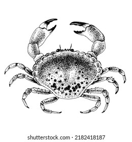 Top view of a boiled crab on a white background