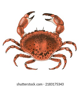 Top view of a boiled crab on a white background