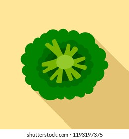 Top view broccoli icon. Flat illustration of top view broccoli vector icon for web design