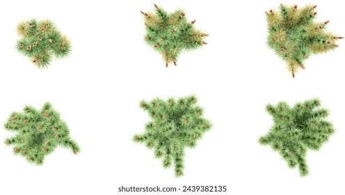 Top view of Broom reed with whitte background.3d rendering