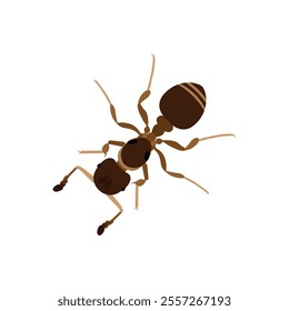 Top view Brown ant isolated on white background. Ant icon vector illustration design.