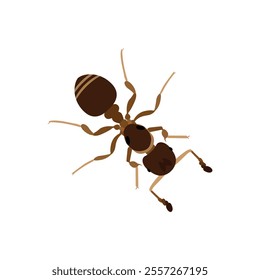 Top view Brown ant isolated on white background. Ant icon vector illustration design.