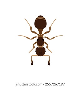 Top view Brown ant isolated on white background. Ant icon vector illustration design.