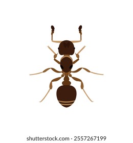 Top view Brown ant isolated on white background. Ant icon vector illustration design.