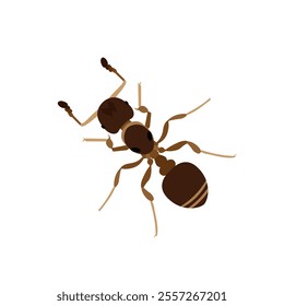 Top view Brown ant isolated on white background. Ant icon vector illustration design.