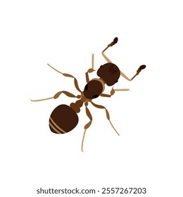 Top view Brown ant isolated on white background. Ant icon vector illustration design.