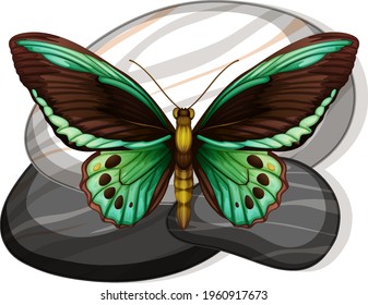 Top view of butterfly on a stone on white background illustration