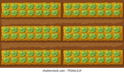 Top view of cabbage garden illustration