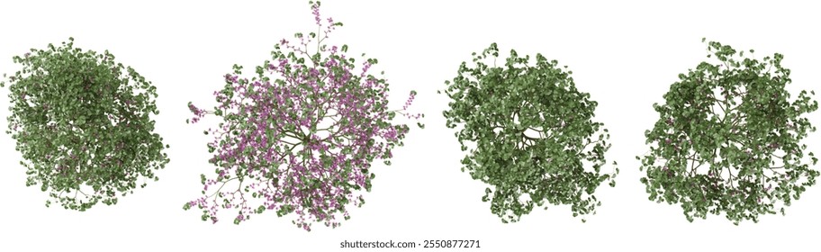 Top view of Cercis trees on transparent background