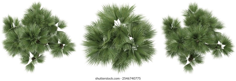 Top view of Chamaerops humilis Trees isolated on white background