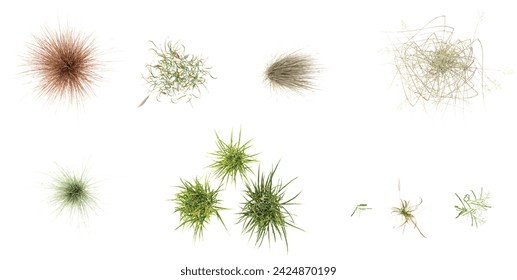 From the top view of Chinese silver grass,Vetiver,Needle grasses,Lawn Grass,Red Baron Grass isolated on white background