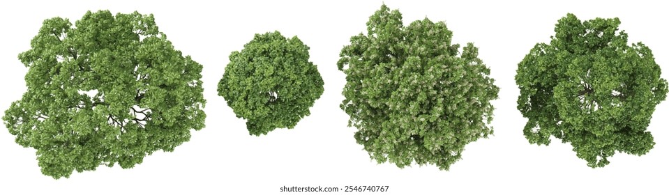 Vista superior de Cinnamomum, Árvores de esculus sobre fundo transparente