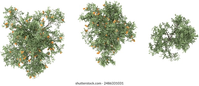 Top view of Citrus reticulata trees on transparent background, for illustration, digital composition, and architecture visualization