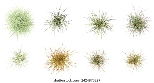 From the top view of Common baby's-breath,Chinese silver grass,Herbaceous,Encapsulated Grass Family transparent background PNG clipart