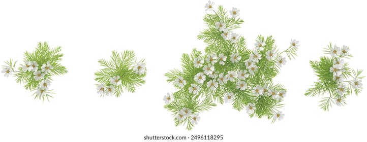 Top view of Cosmos bipinnatus Palnts isolated on white background, tropical trees isolated used for architecture