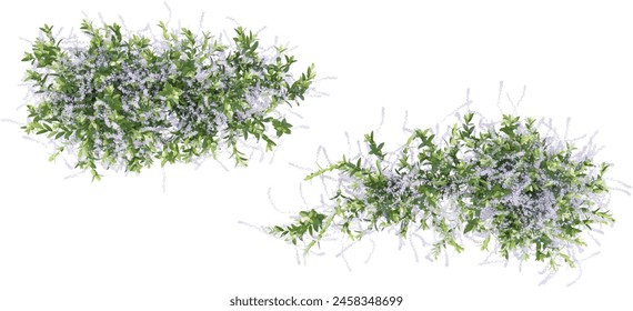 Top view of creeper isolated in 3d rendering. Beauty plant png