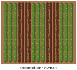 Top view of crops on the farm illustration