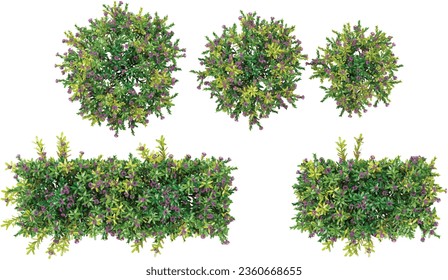 Top view of Daphne x transatlantica 'spring pink eternal fragrance', Daphne spring pink on isolated transparent background Collection