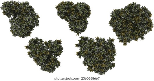 Top view of Darlingia darlingiana,Helicia darlingiana on isolated transparent background Collection