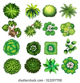 Top view of different kind of plants illustration